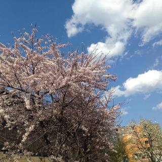 2015sakura.jpg